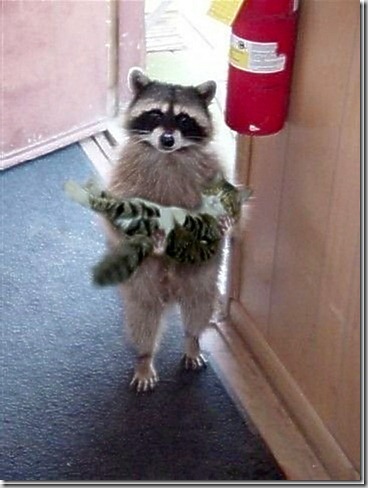 raccoonCat